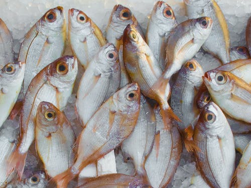 Alaska Fishing Expeditions: Strategies for Success