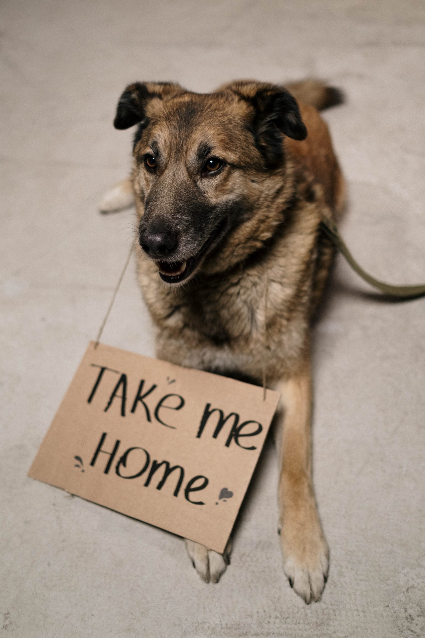 Where to Find Trusted Vet Internal Medicine Specialists Near You?