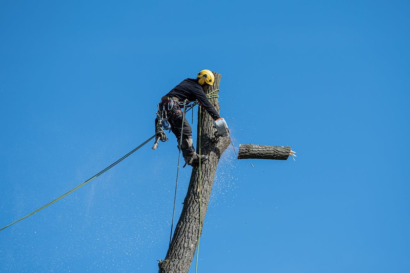 Preventing Property Damage During Tree Removal: What You Need to Know